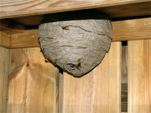 bees nest removal