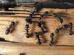 carpenter ant removal